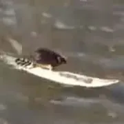 Şoriceii care fac surf au devenit o adevărată senzaţie pe internet