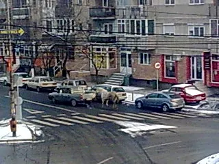 Cal tras de maşină