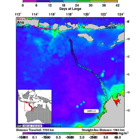 Ţestoasa Ana ne dezvăluie super-autostrăzile oceanice