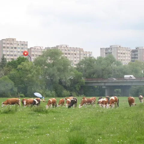 Autorităţile din Sfântu Gheorghe vor da cu prioritate locuinţe sociale persoanelor care vor să muncească