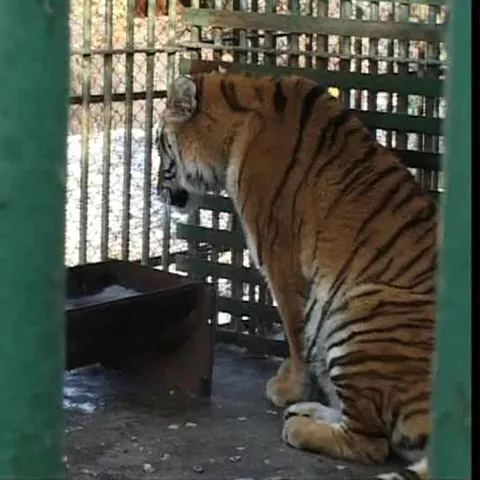 Animalele de la grădina zoologică din Hunedoara suportă cu greu frigul 