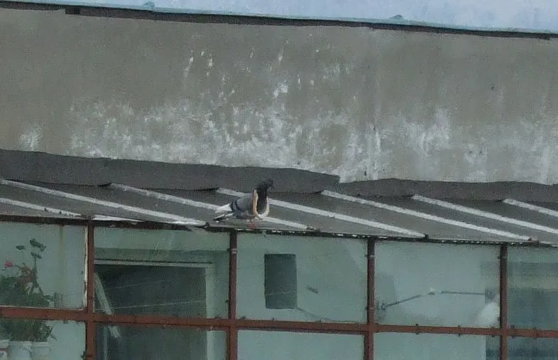 Criză peste tot...