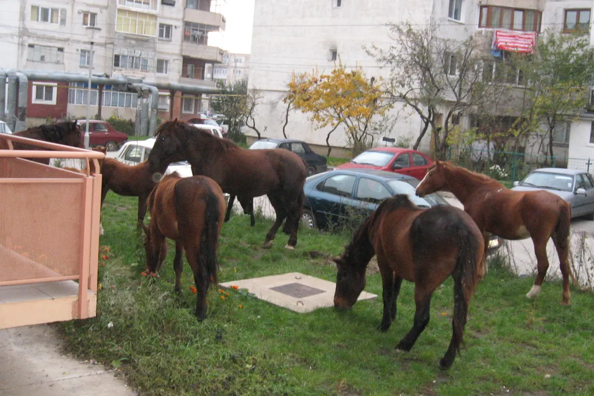 Armăsarii din Bacău