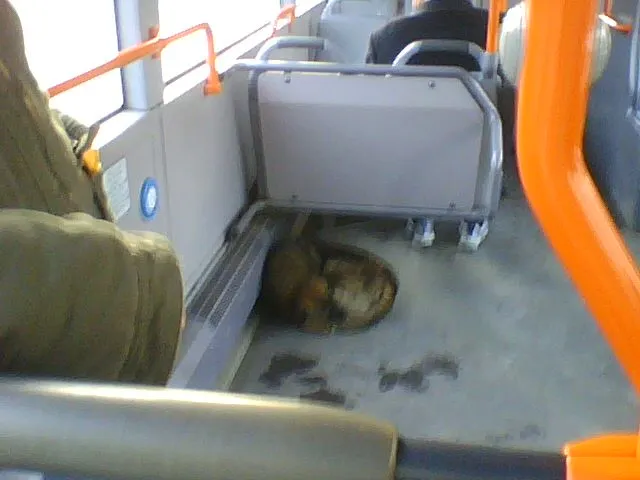 Câinele în tramvai