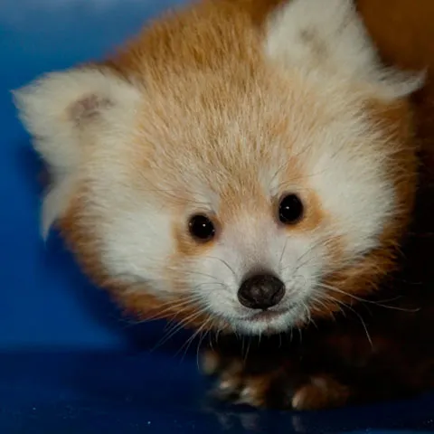 Un pui de panda roşu s-a aventurat pentru prima oară în natură, la Zoo Boise