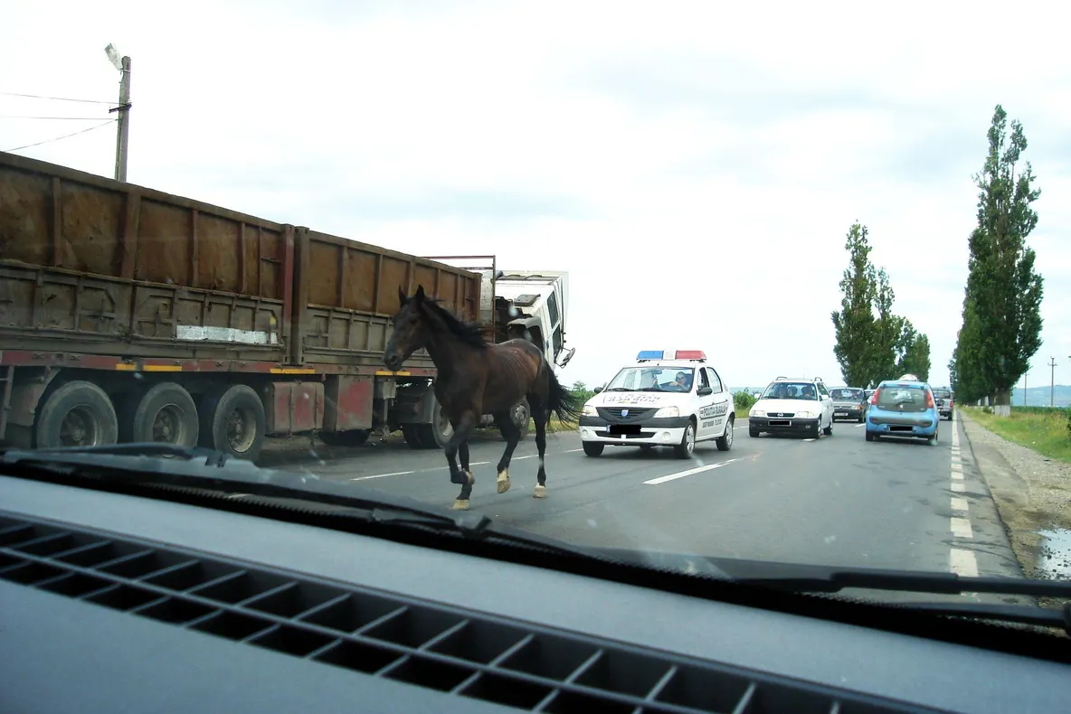 Calul pe şosea