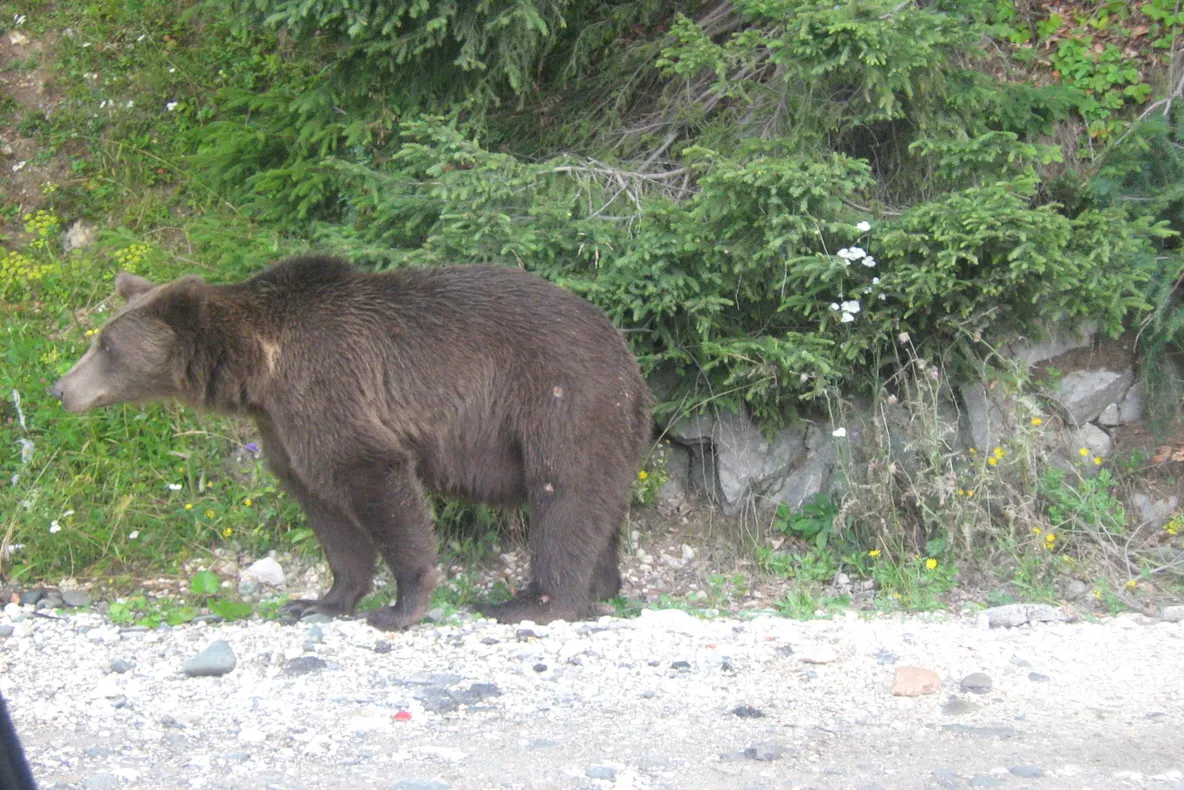 Ursul la Sinaia