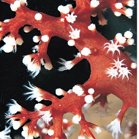 O echipă de savanţi a descoperit 274 de noi specii de corali şi anemone de mare 