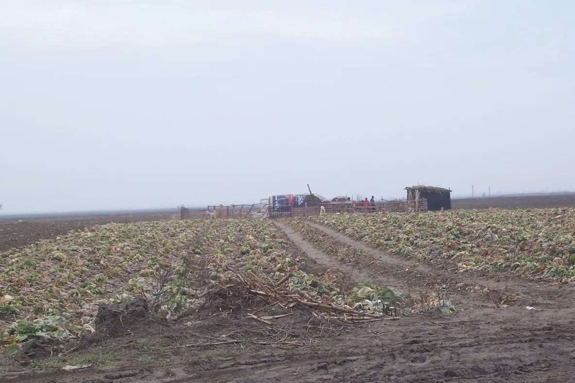 Slobozia - varză stricată la porţile românilor