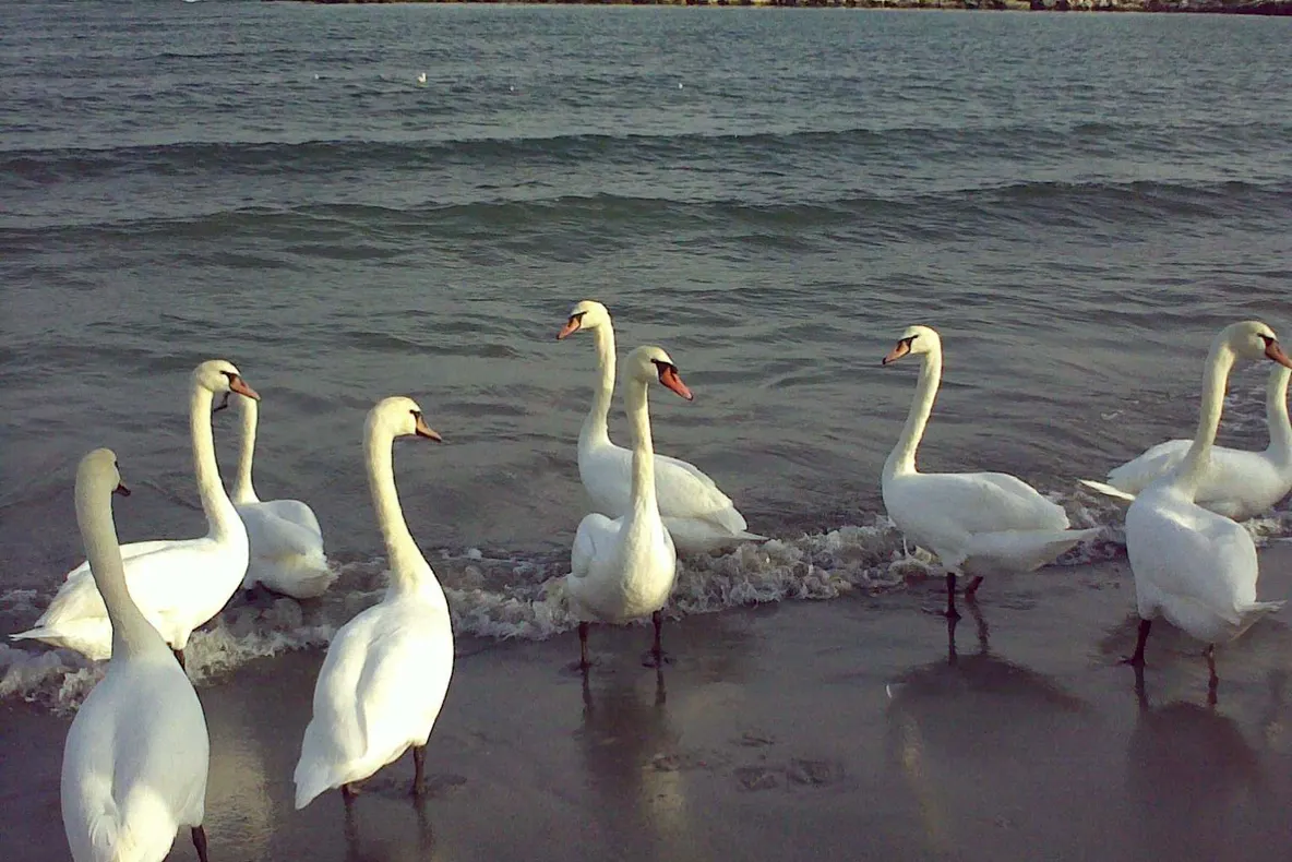 Lebede pe malul mării, la Mangalia