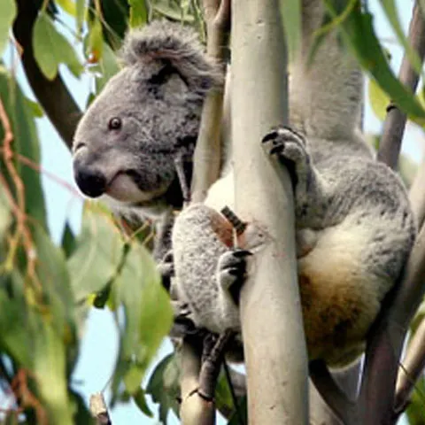 Panda, primul koala care are pagină pe Facebook