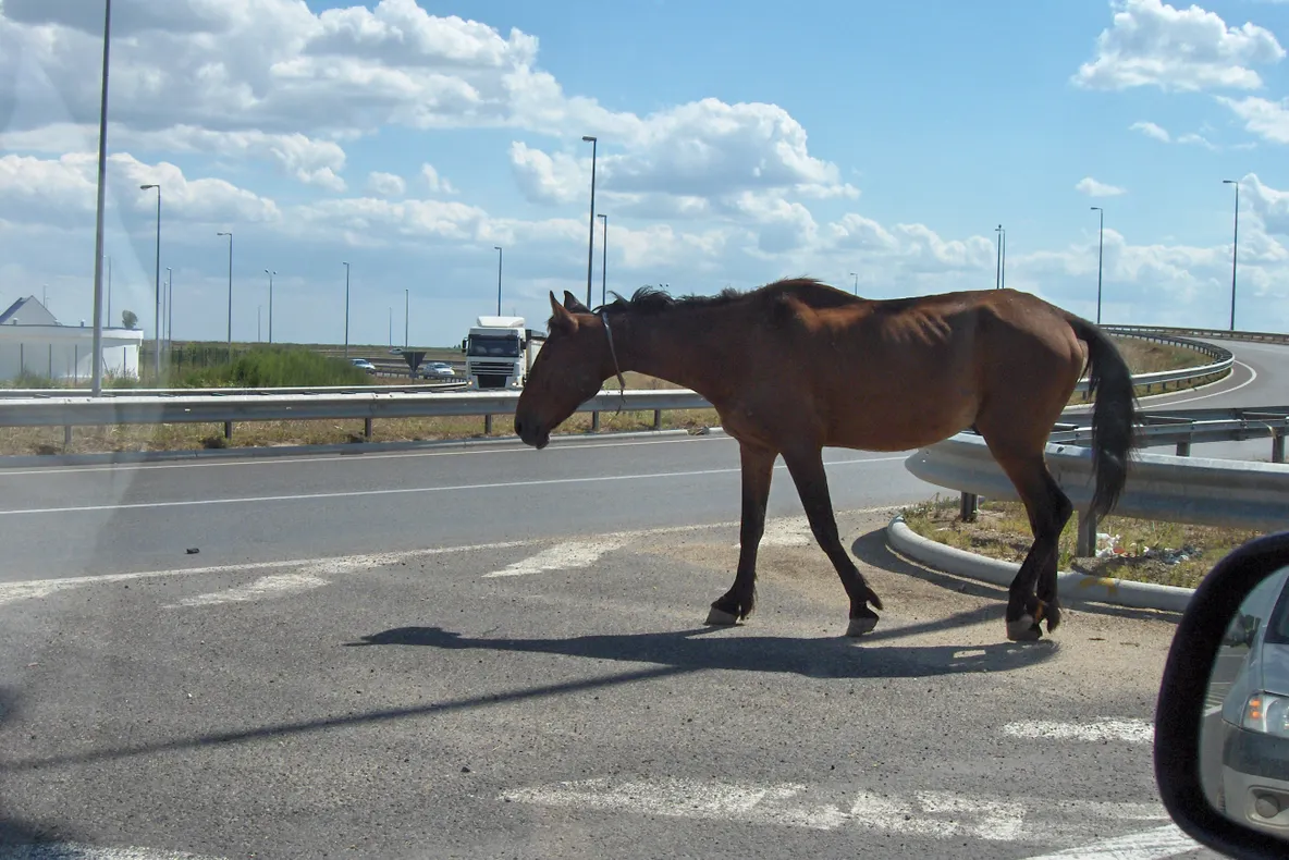 Un calrătăcit pe Autostrada Soarelui