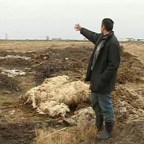 Ciobanii din judeţul Vrancea aruncă pe câmp lâna oilor 
