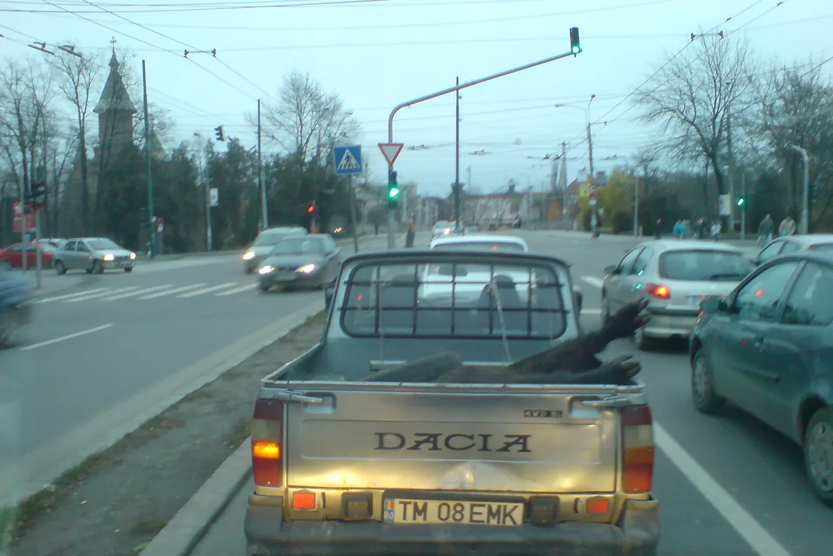 Cu mistreţul în...papuc