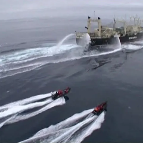 Incident naval pe fondul pescuitului balenelor, în Oceanul Antarctic 