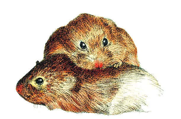 Iubirea în lumea animalelor