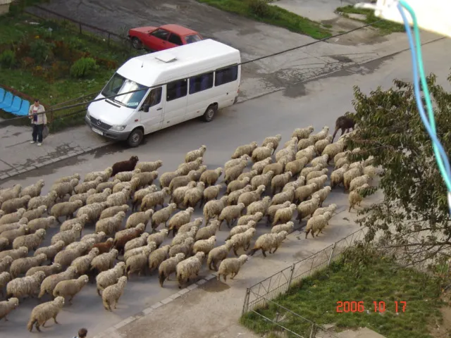 Un cioban îşi paşte oile pe străzile Braşovului