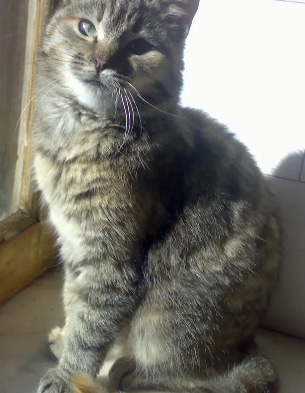 O pisicuţă pufoasă vrea să fie adoptată
