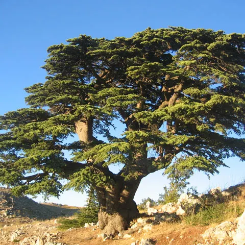 Cedrii milenari din Liban sunt ameninţaţi de schimbările climatice