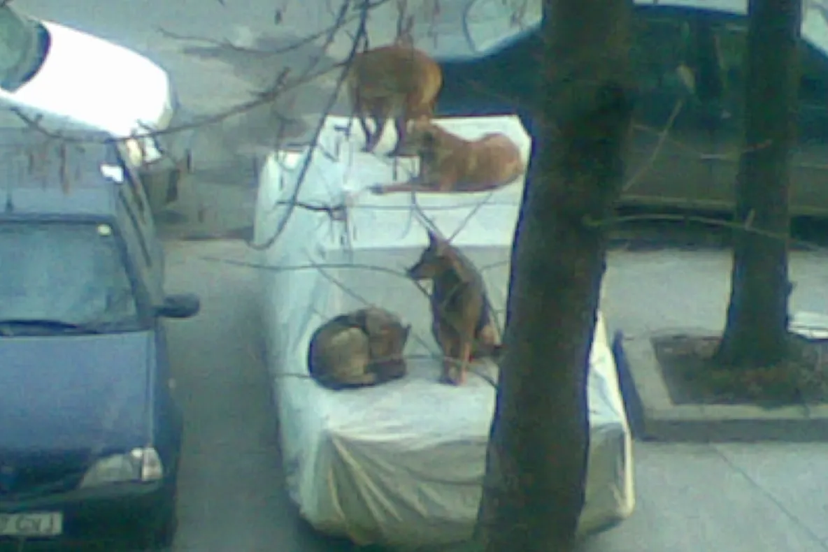 Maidanezi urcaţi pe maşină