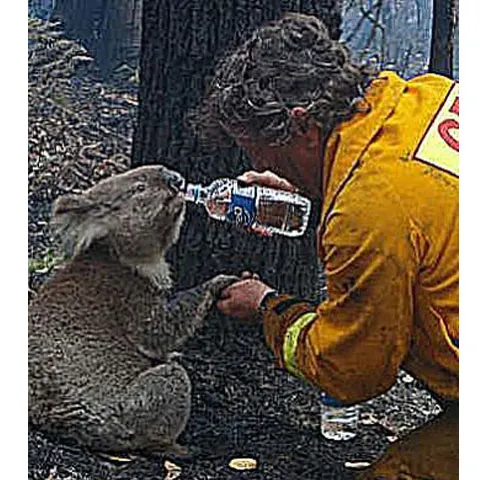 Oameni din întreaga lume ajută animalele sălbatice rănite în incendiile din Australia