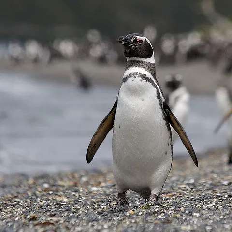Pinguinii trebuie să înoate aproape 500 de kilometri pentru a găsi hrană