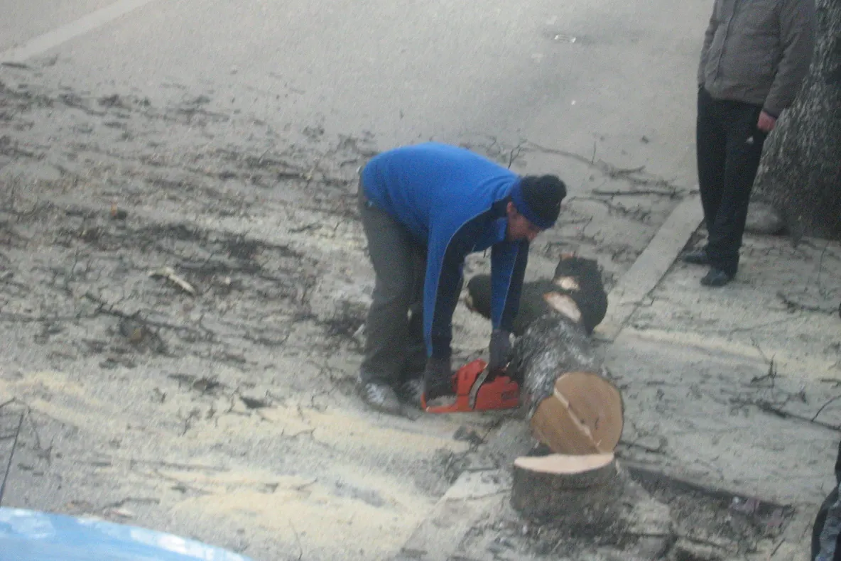 Copac tăiat duminica dimineața