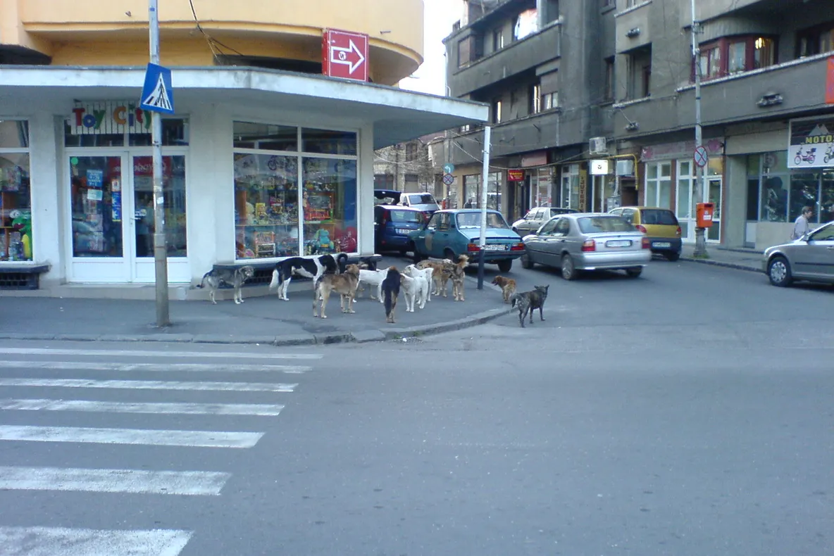 Maidanezii din Ploiești