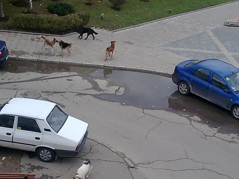 Maidanezii din Bacău