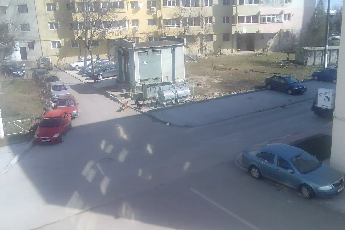 Câinii maidanezi din Buftea