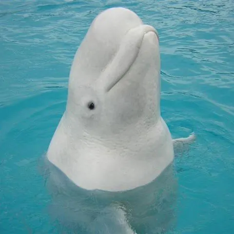 Sarah Palin porneşte la vânătoarea de balene beluga