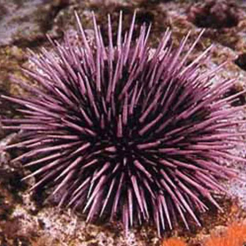 Acidifierea oceanelor: Cochiliile organismelor marine se diminuează