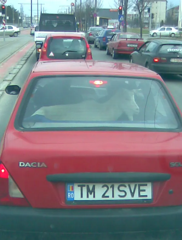 Cu capra la plimbare prin Timișoara