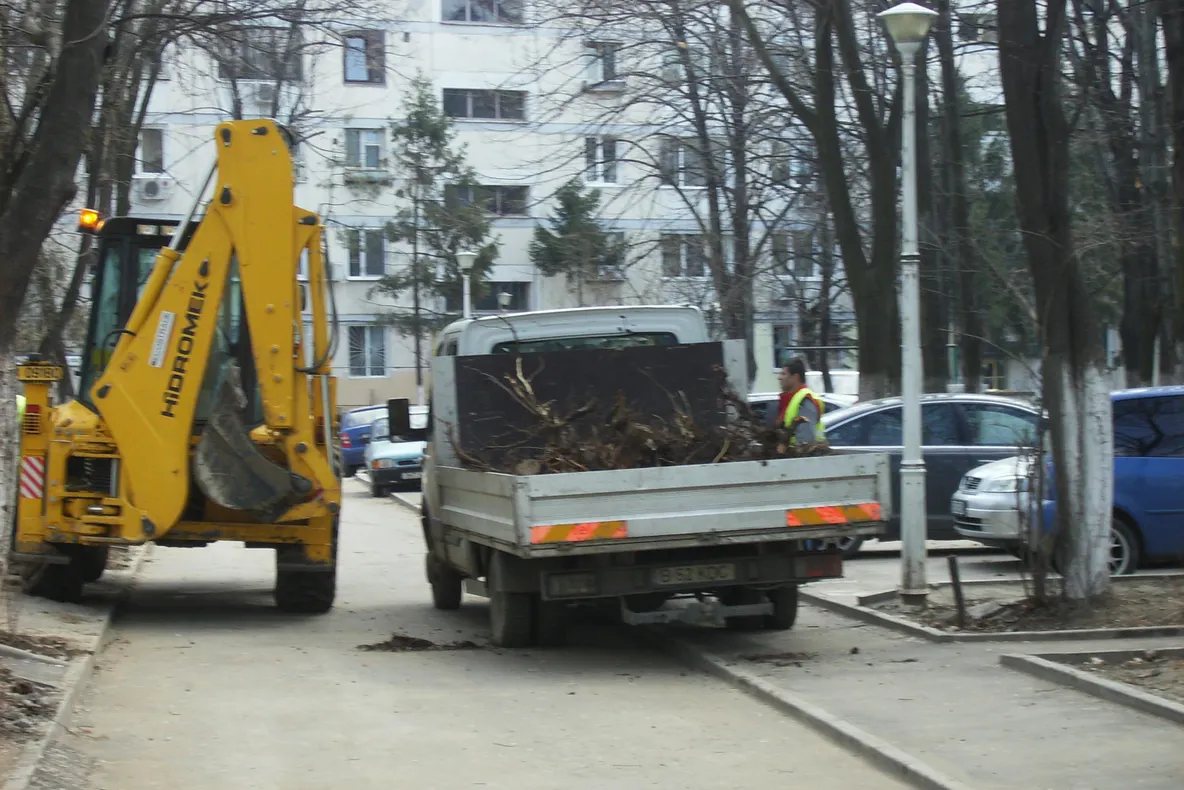 Toaletarea copacilor în sectorul 4