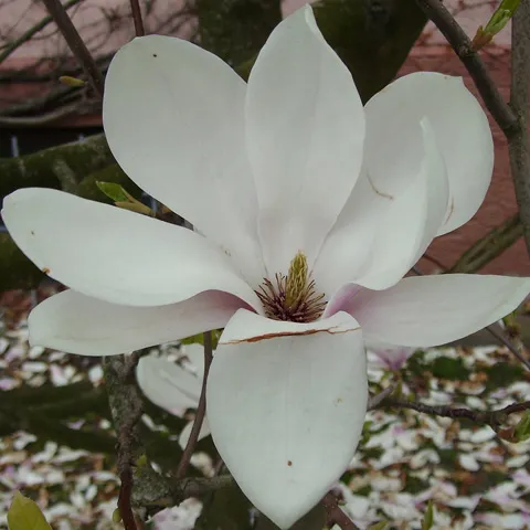 Un medicament din extract de magnolie este eficient în prevenirea cheagurilor de sânge