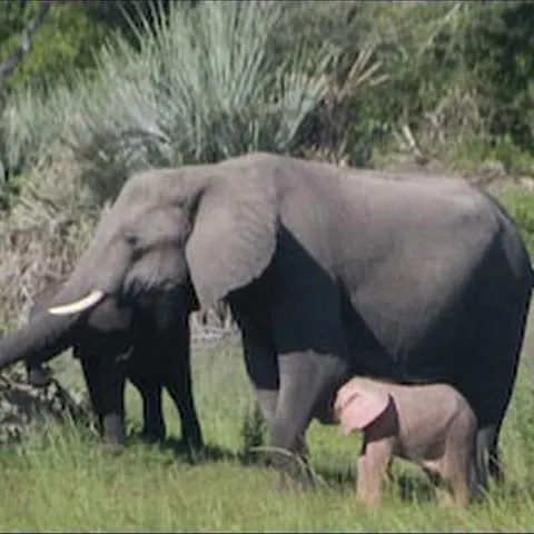 Elefănţelul roz, fotografiat în Botswana