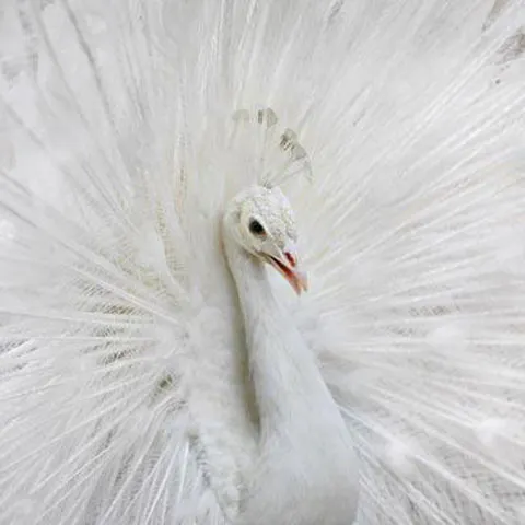 Cele mai frumoase fotografii cu animale, săptămâna 16-22 martie 2009