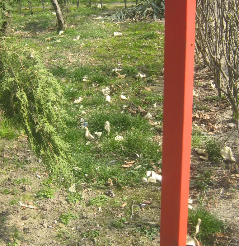 O grădină de lângă un părculeţ pentru copii este plină de gunoaie