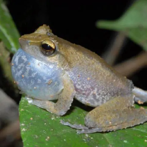 Păianjenul ţopăitor şi broasca ciripitoare, printre speciile recent descoperite în Papua Noua Guinee - FOTO