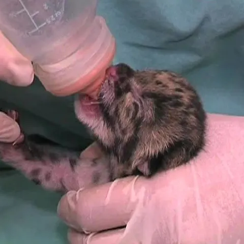 Doi pui de leopard s-au născut la Centrul Zoologic din Virginia 