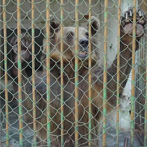 Grădina Zoologică din Turda organizează o campanie de conştientizare despre carnivore 