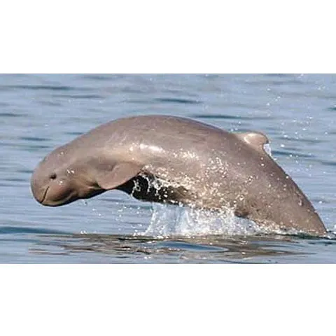 Mii de delfini foarte rari au fost descoperiţi în inima unei jungle din Bangladesh