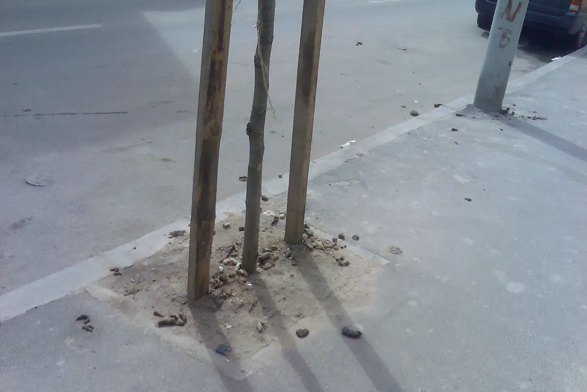 Pomul zidit din Capitală