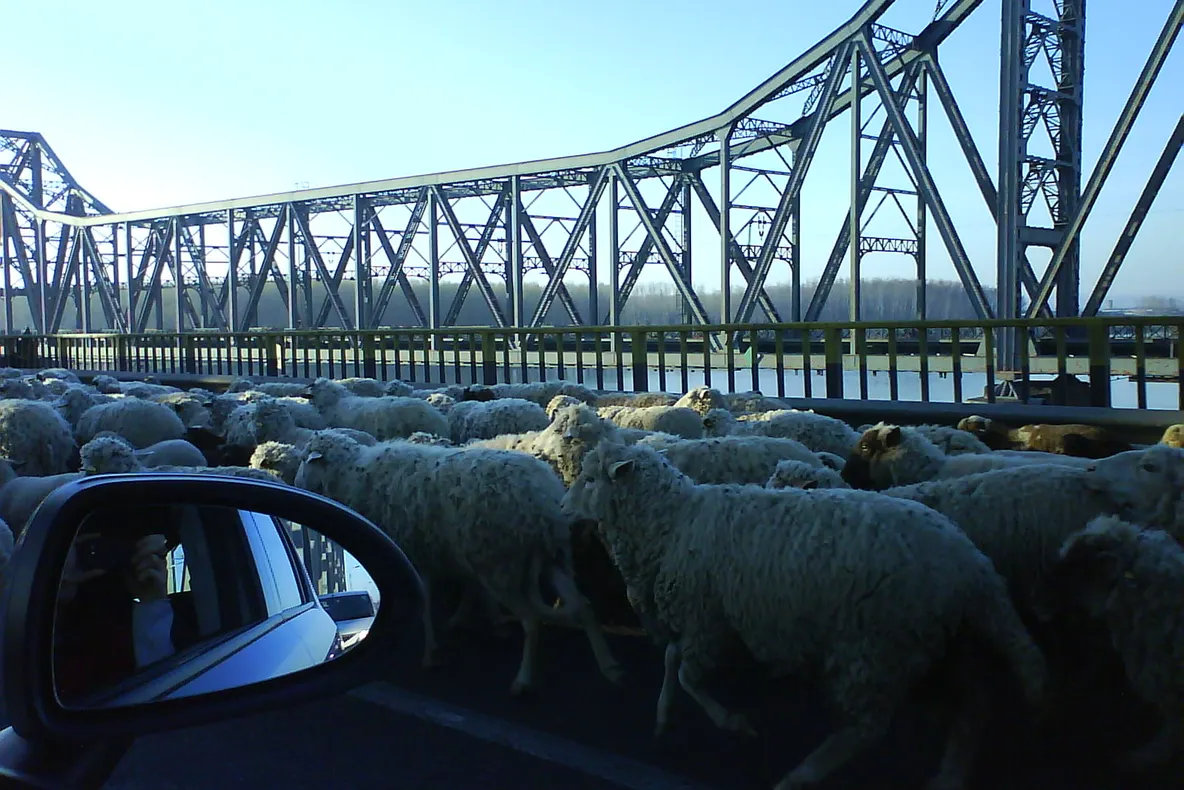 Transhumanţa pe Autostrada Soarelui