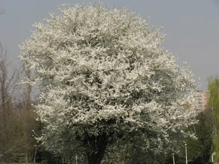 Natura la începutul primăverii