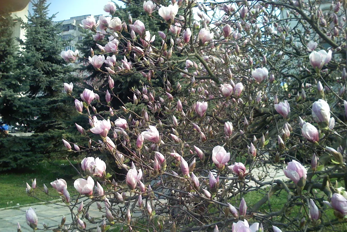 Florile primăverii