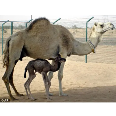 Primul dromader clonat s-a născut în Dubai