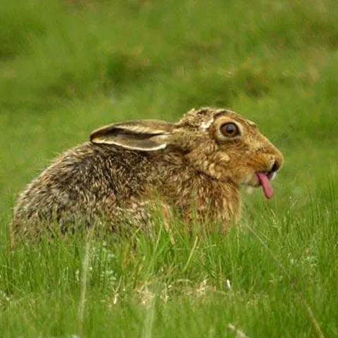 Cele mai frumoase fotografii cu animale, săptămâna 13-19 aprilie
