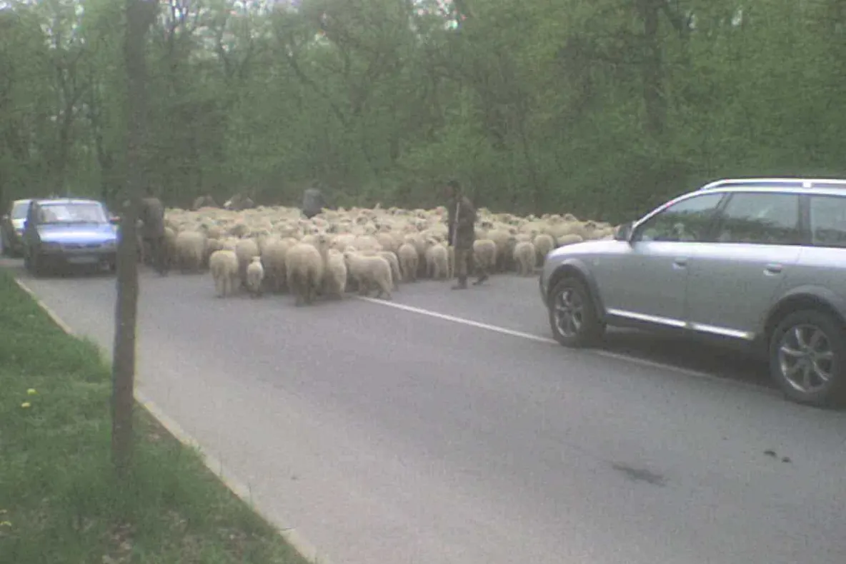 Cu oile prin Sibiu