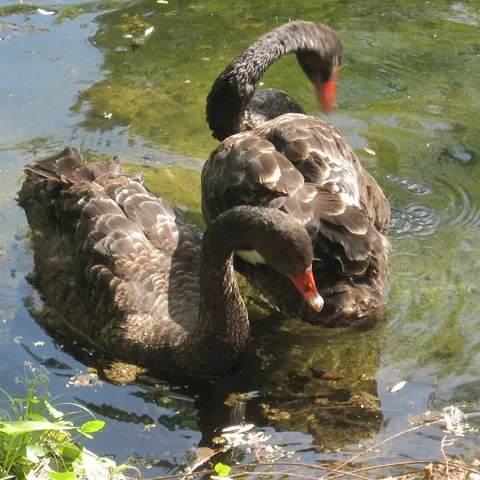 Lebedele negre, motiv de bucurie pentru vizitatorii parcului Cişmigiu